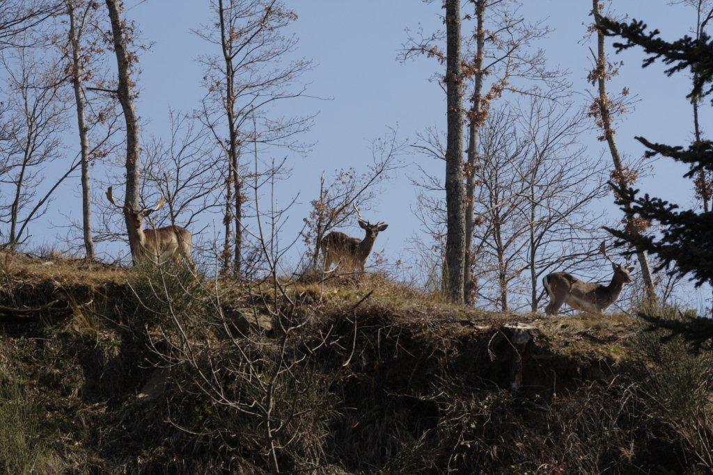 Carrellata di ungulati dal PNFC